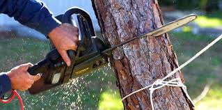 Best Lawn Maintenance Plans  in Dewey Humboldt, AZ