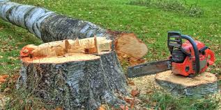Best Storm Damage Tree Cleanup  in Dewey Humboldt, AZ