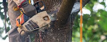 Best Tree Disease Treatment  in Dewey Humboldt, AZ