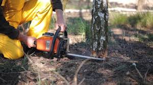 Best Tree and Shrub Care  in Dewey Humboldt, AZ