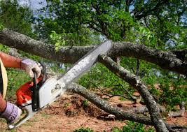 Trusted Dewey Humboldt, AZ Tree Care Experts