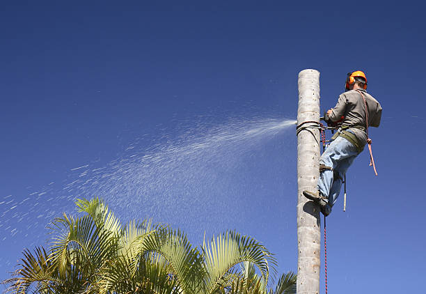 Best Tree Maintenance Programs  in Dewey Humboldt, AZ