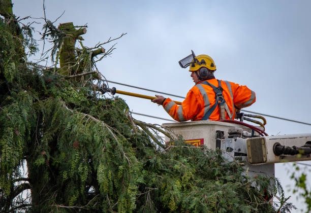 Best Tree Preservation Services  in Dewey Humboldt, AZ