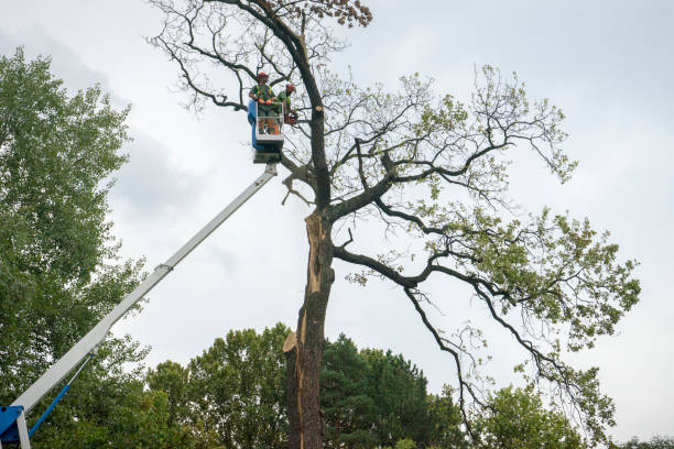 Best Tree Risk Assessment  in Dewey Humboldt, AZ
