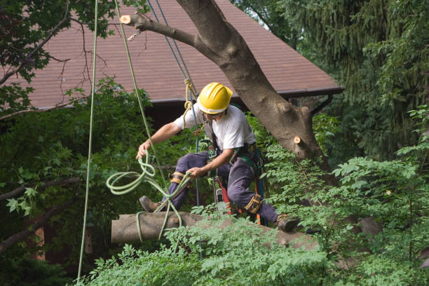 Best Emergency Tree Removal  in Dewey Humboldt, AZ