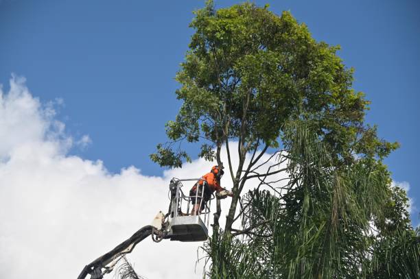 Best Utility Line Clearance  in Dewey Humboldt, AZ