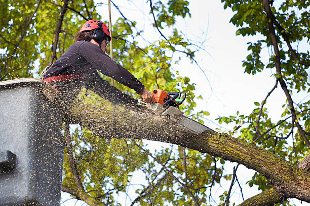 How Our Tree Care Process Works  in  Dewey Humboldt, AZ