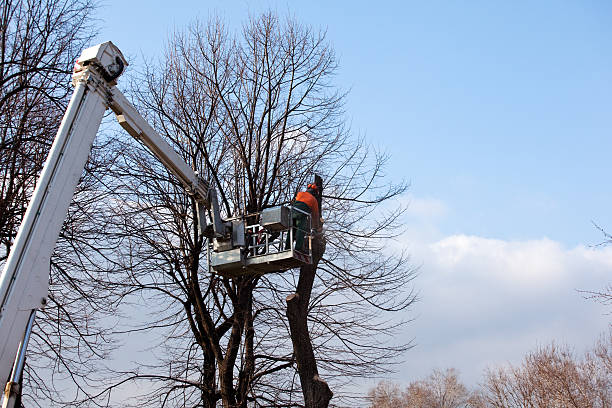 How Our Tree Care Process Works  in  Dewey Humboldt, AZ