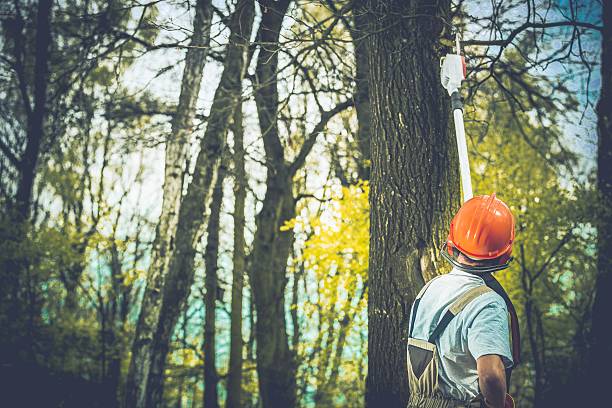 Best Tree Removal  in Dewey Humboldt, AZ