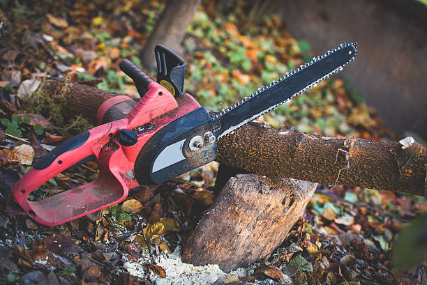 Best Stump Grinding and Removal  in Dewey Humboldt, AZ
